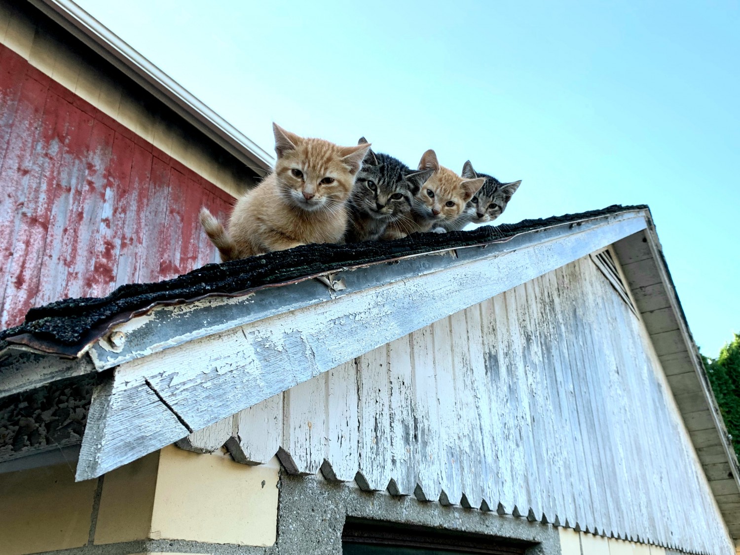 Kittens on Roof